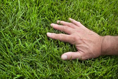 Healthy Lawn After Care