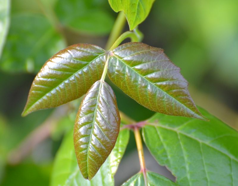 Poison Oak Removal in Honolulu, HI